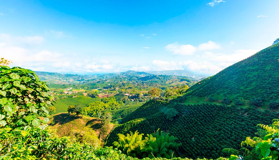 Ruta Cafetera Autentica 4 Dias (Salento y Cocora) 3