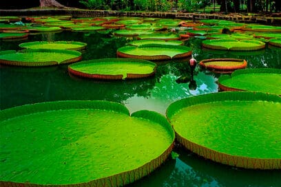 Amazonas