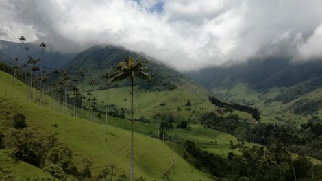 bosque de niebla