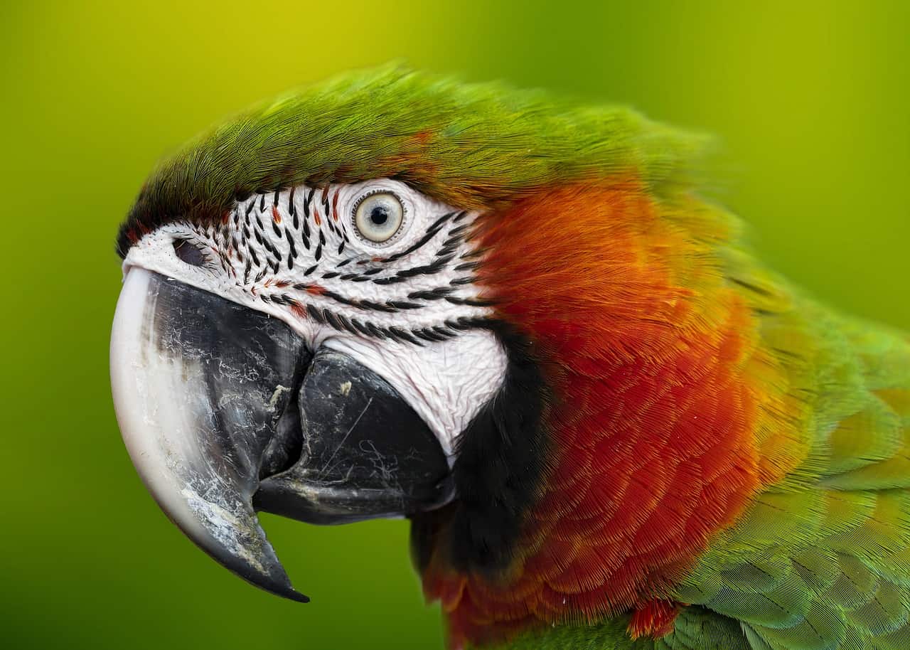 Guacamayo, Loro, Cabeza, Pico, De Cerca, selvas de la amazonía