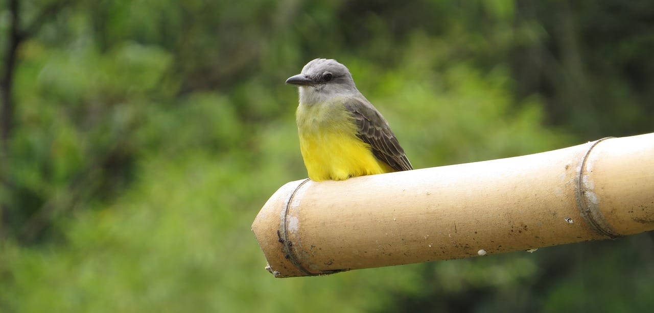 Fotografía Naturaleza, Ave, Pajaro, Salento Quindío. cosas para hacer en Salento 