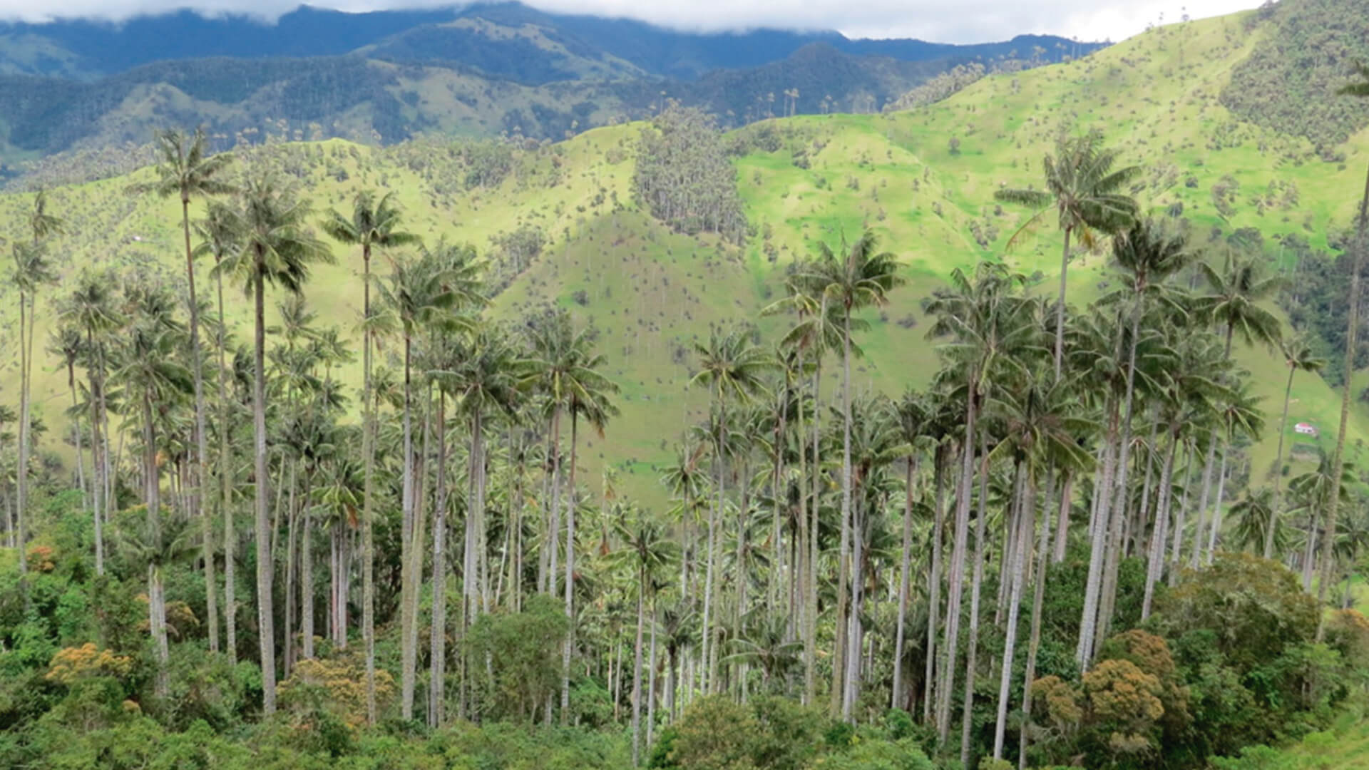 Fotografía Andes Occidentales le apuesta a la conservación de la Palma de Cera - Parques Nacionales Naturales de Colombia