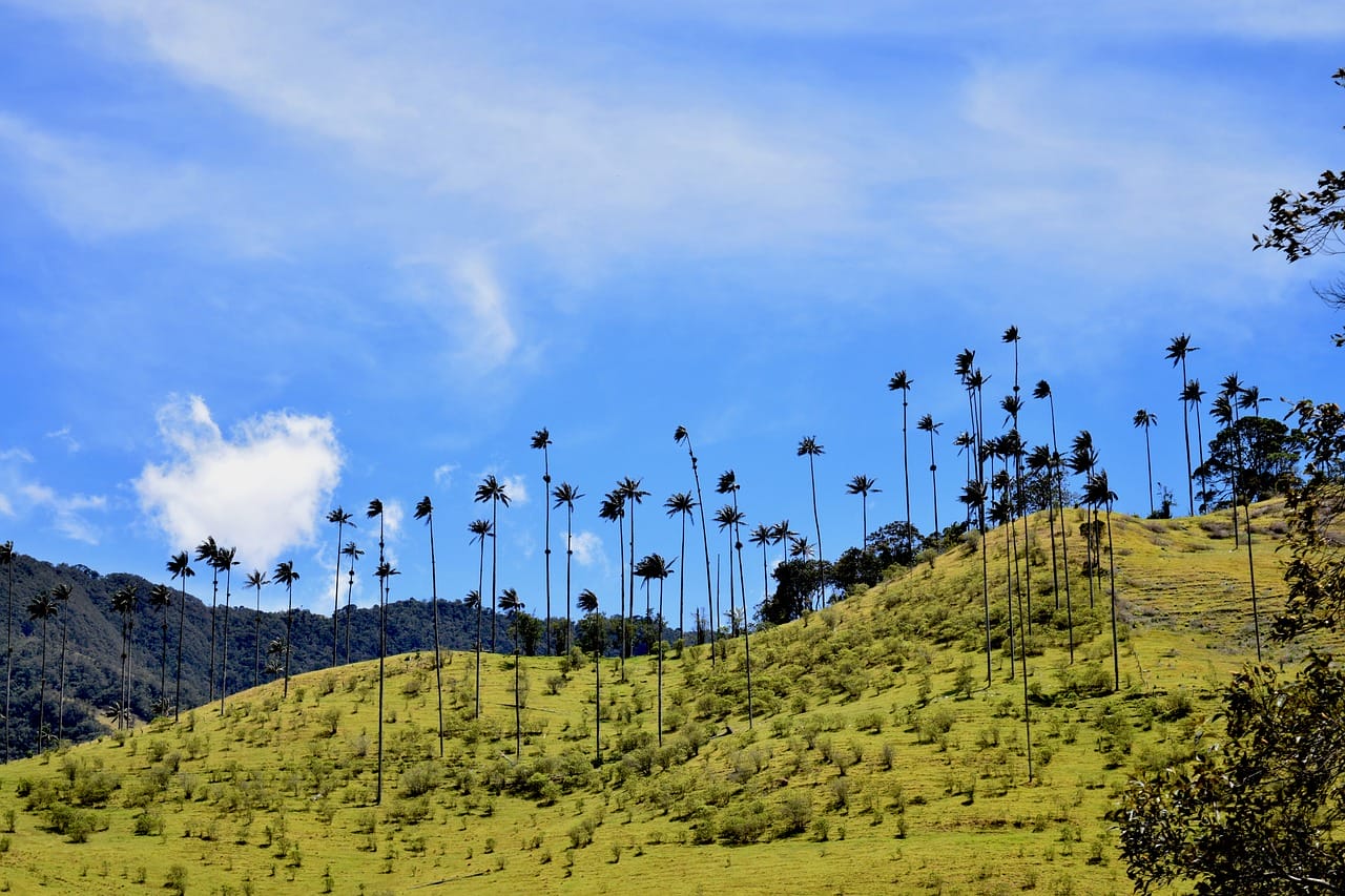 Valle de Cocora, Salento, Siluetas, la Palma