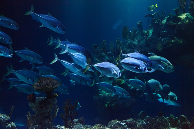 Acuario, excursiones