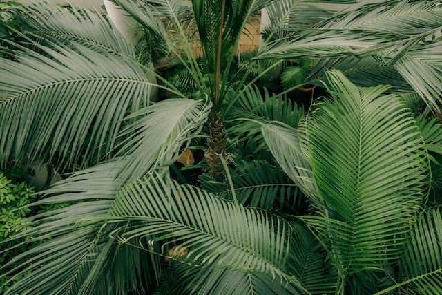 Jardín, excursiones