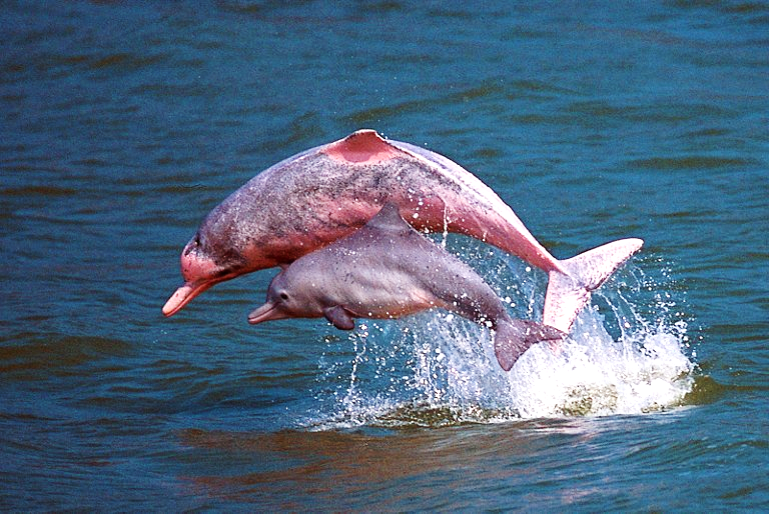 El delfín rosado del amazonas (Inia geoffrensis) – Vertebrados, Vida y Costumbres