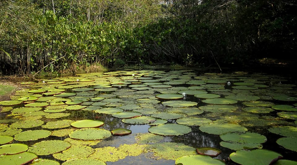 Parque Nacional Natural Amacayacu - Parques Nacionales Naturales de Colombia-Amazonas