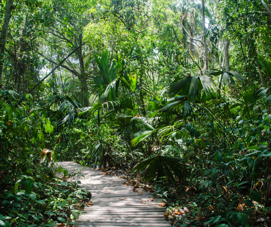 parque tayrona, bosque
