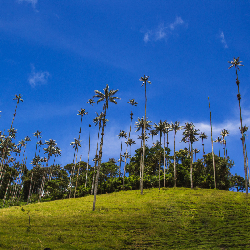 parques nacionales naturales, áreas naturales