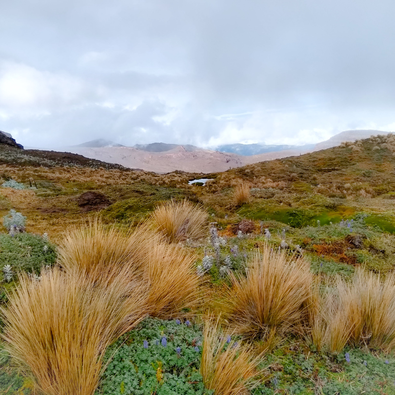 parques nacionales naturales, área protegida