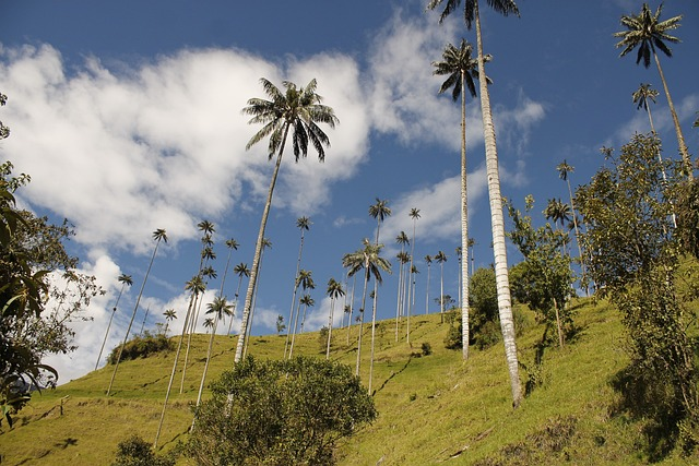 palma, wax palm, valle del cocora- cosas que hacer en el quindio