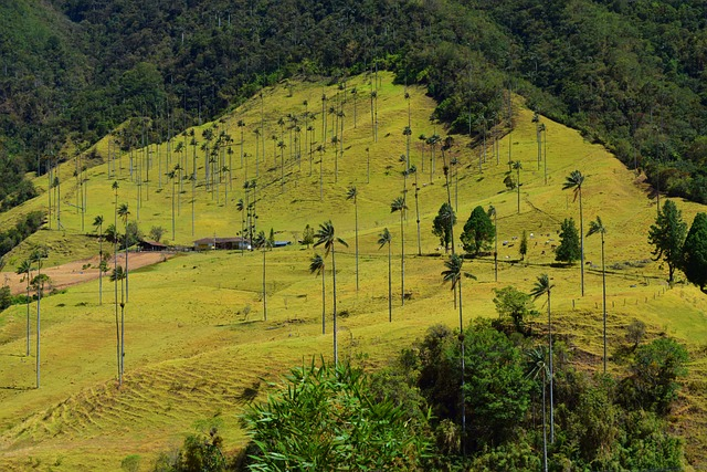 valley, nature, cocora