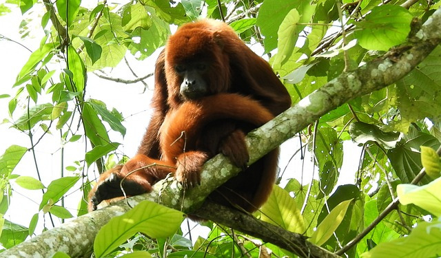 monos aulladores