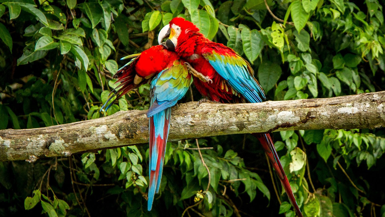 amazonas aventura express