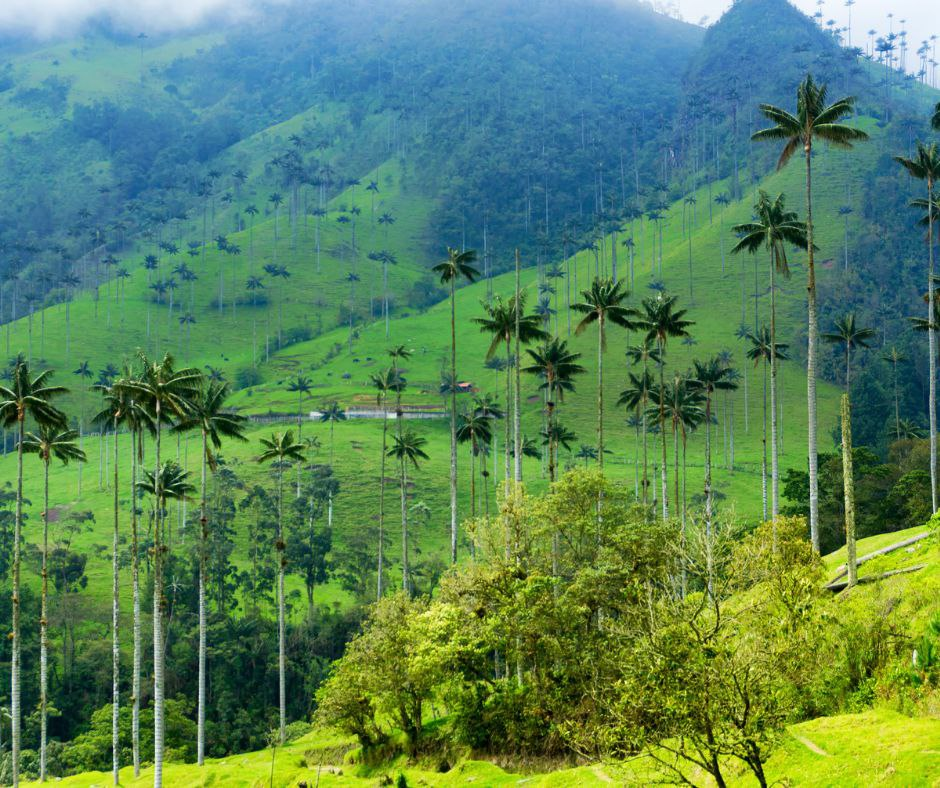 Valle del cocora, parque nacional natural del cocora