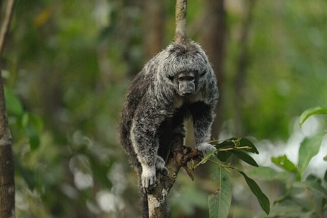 amazonia, monkey, beautiful