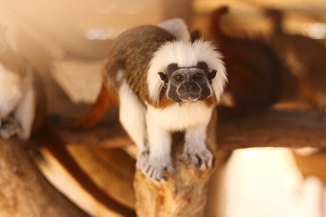 monkey, mico, mono