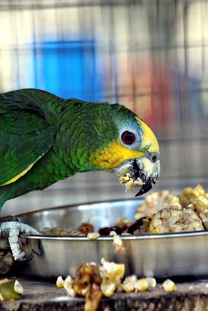 amazon, parrot, amazona amazonica