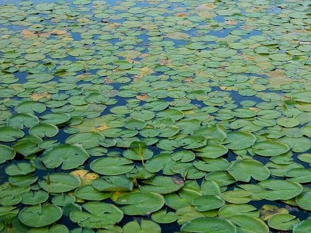 aquatica plant, pond, amazonia