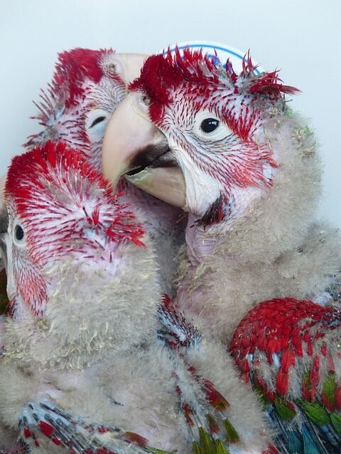 parrots, young birds, rearing