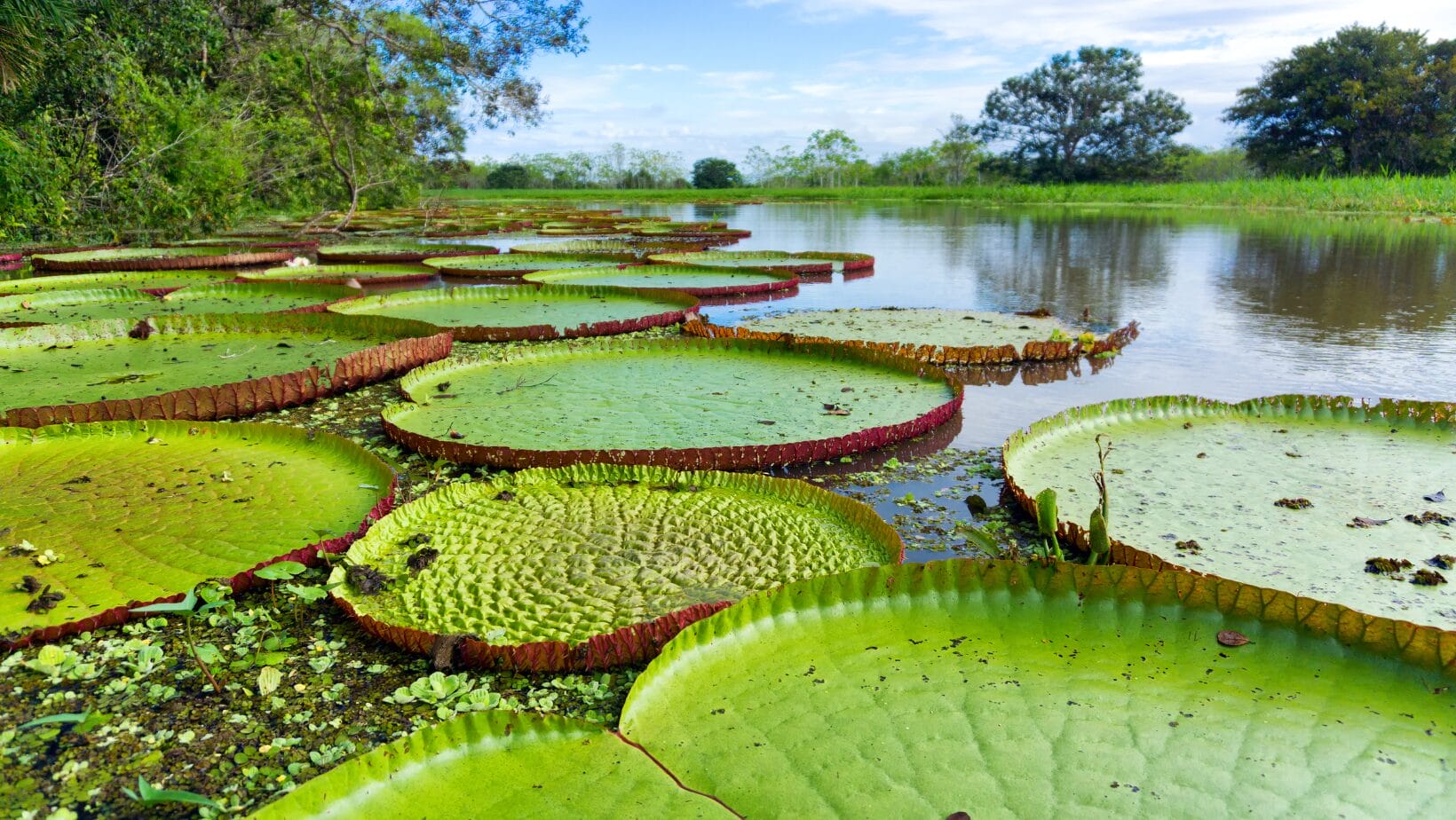 zonas de flora y fauna de las Selvas Colombianas