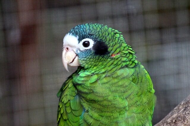 amazon, parrot, amazona ventralis, leticia, delfines