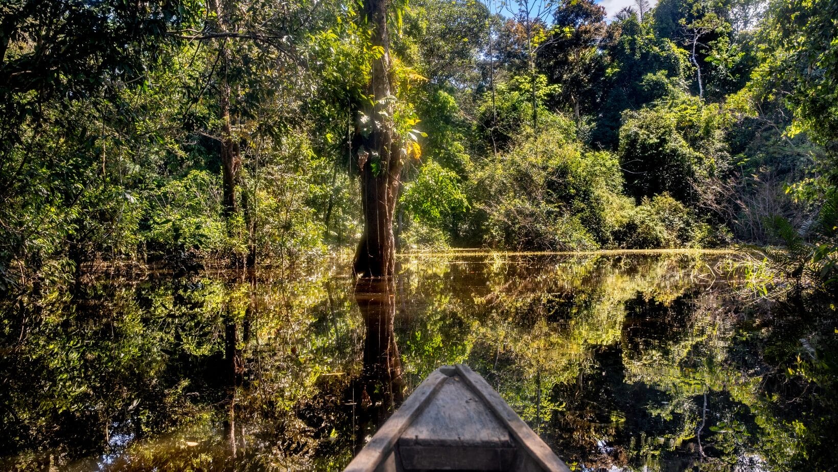 foto de la flora y fauna de las Selvas Colombianas