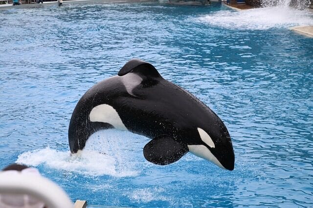 orca, sea world, san diego