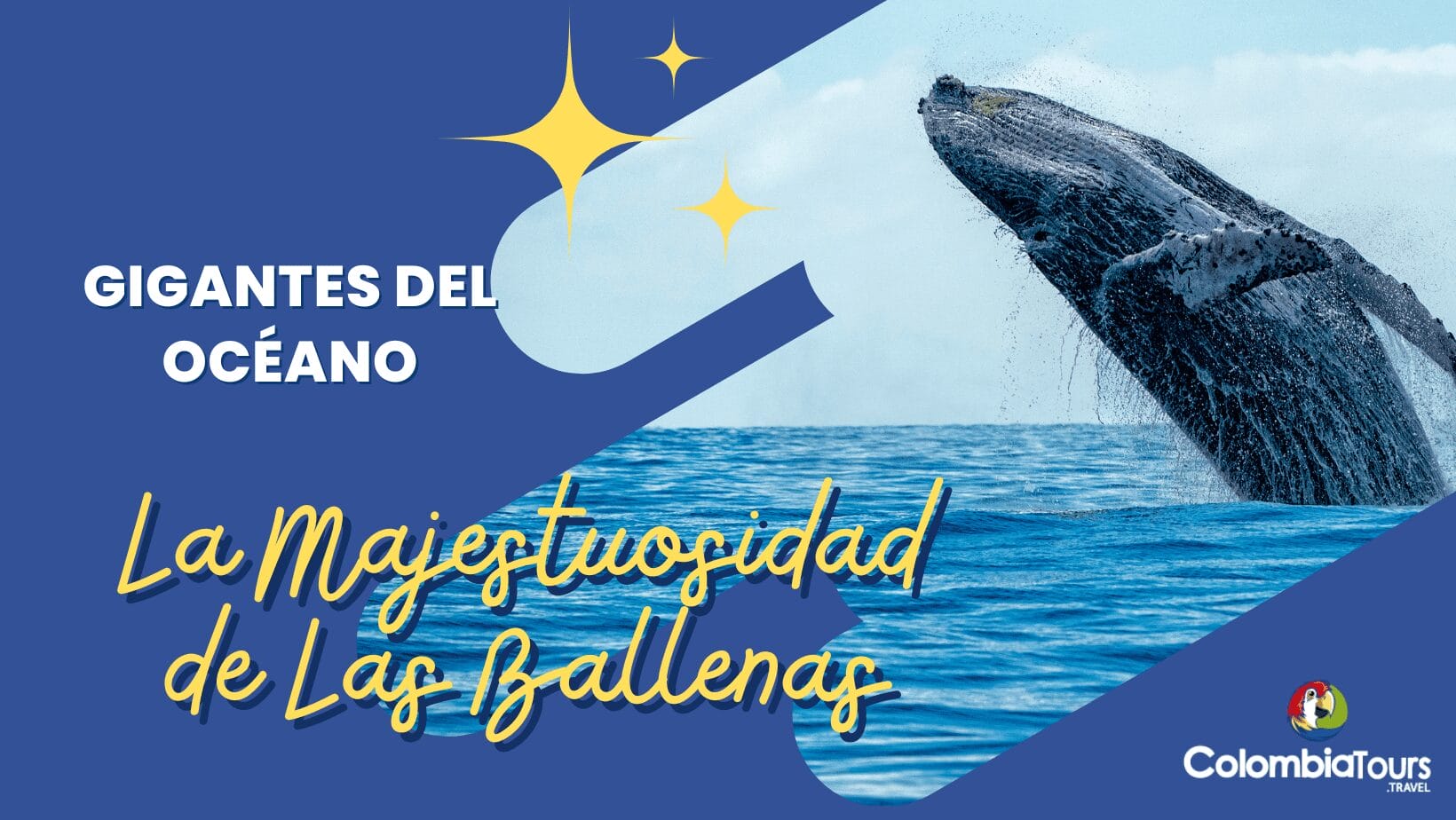 Fotografía de La Majestuosidad de La Ballenas con Bukeer en un tour de avistamiento de ballenas