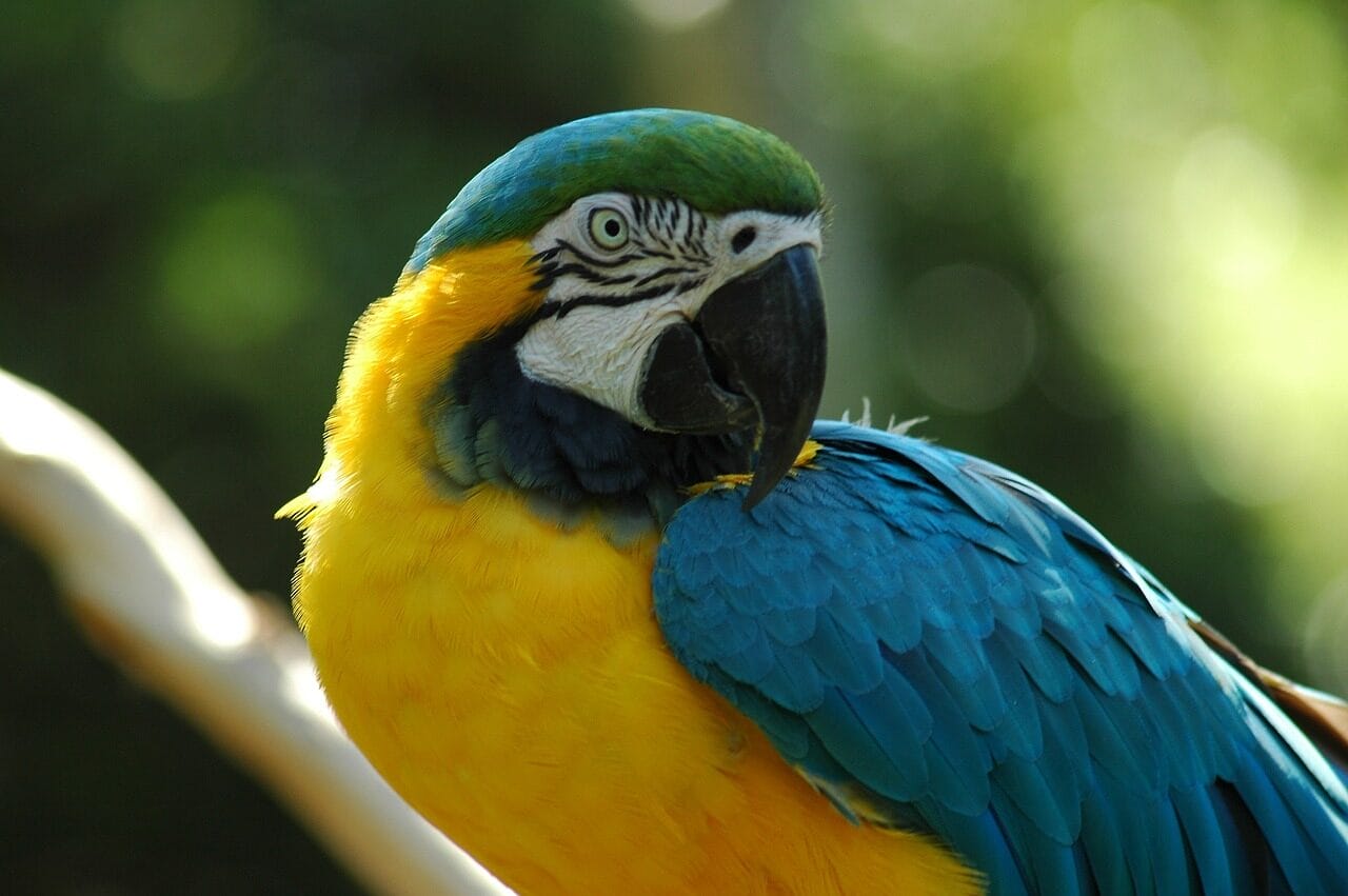variedades de Especies de Colombia