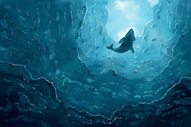 whale, the sea, ocean