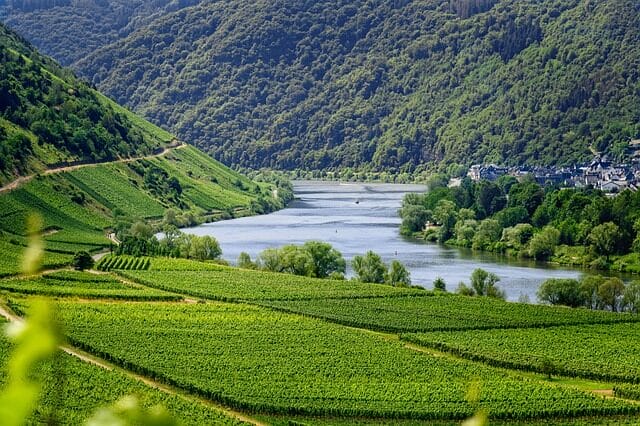 vineyards, vines, wine