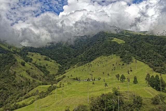 colombia, el bosque de palmas, palm trees