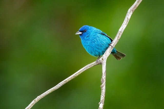 blue, bird, nature, oferta, galápagos, panamá, europa, méxico, egipto, quito, costa, ecuador