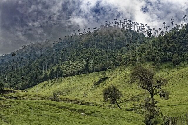 colombia, el bosque de palmas, palm trees