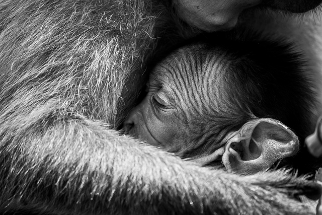 macaques, baby monkey, happy mothers day