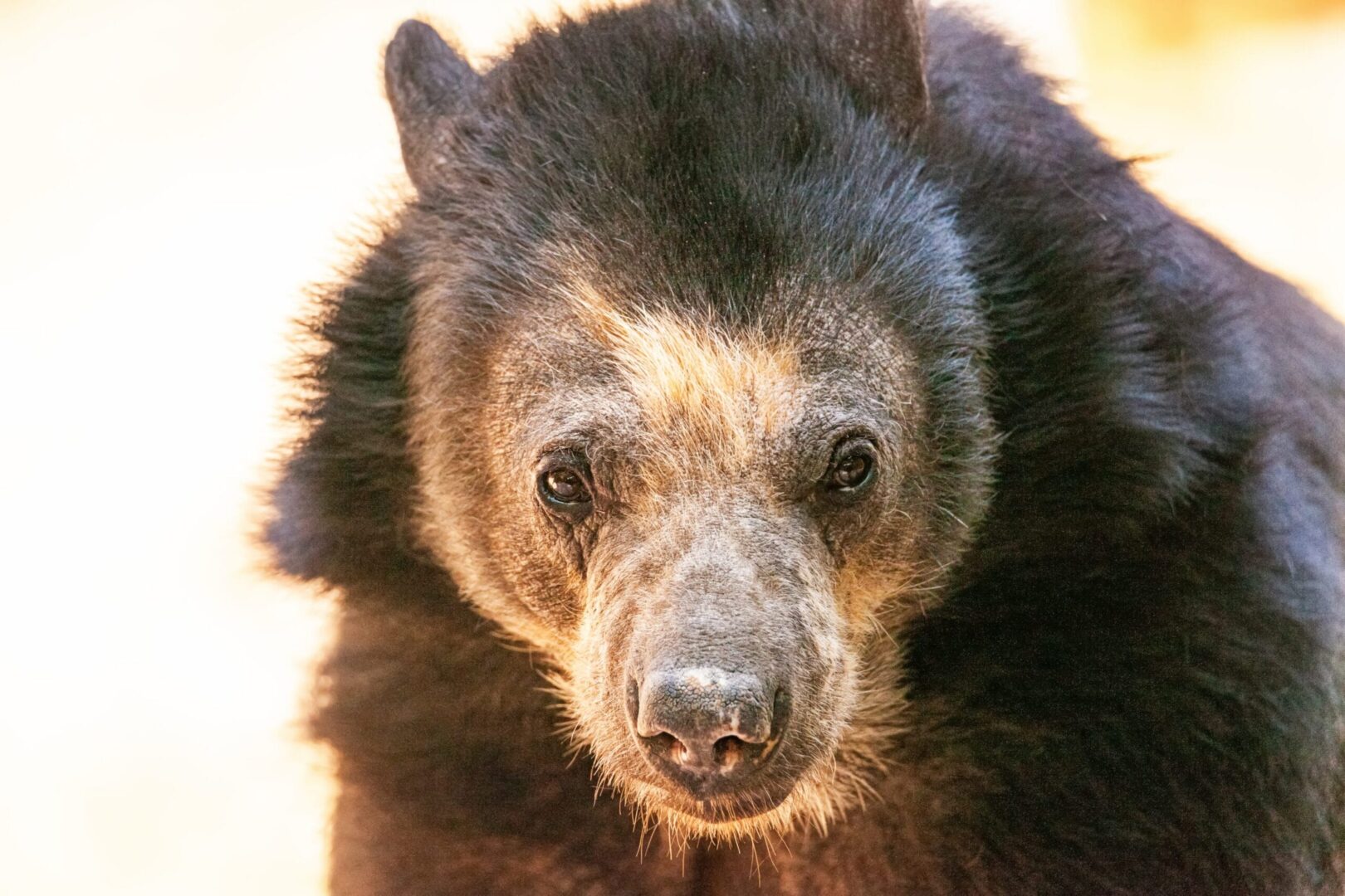 Oso de anteojos, oso sudamericano, proyecto, color, carne, zonas, tierras, campo, número, área, s n m