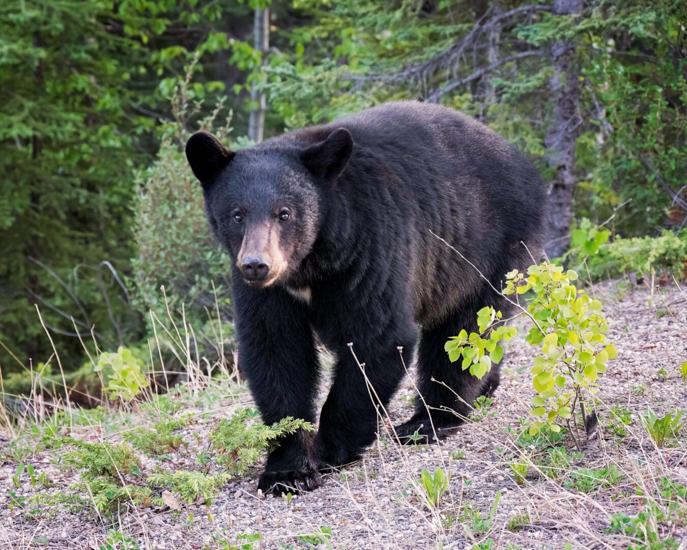 tremarctos ornatus, zonas, campo, número, área, donación, animales, distribución, áreas, cuerpo, especies