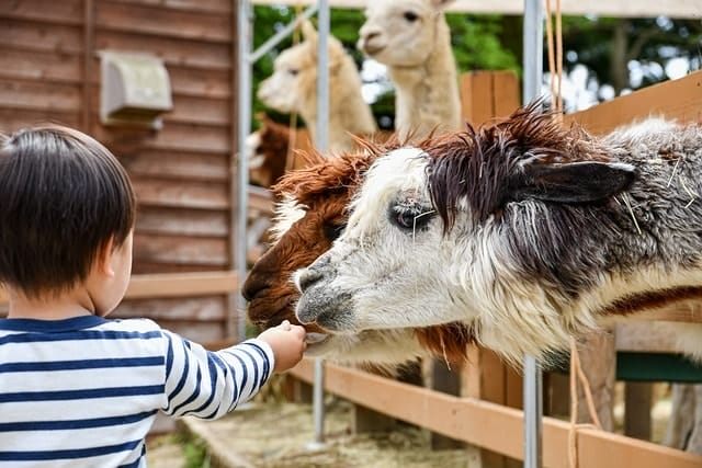 alpaca, toddler, petting zoo