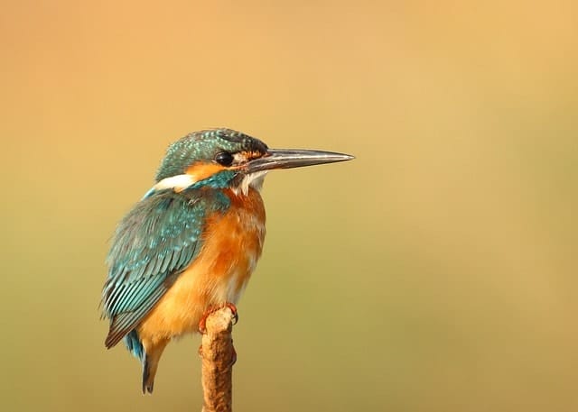 kingfisher, bird, animal
