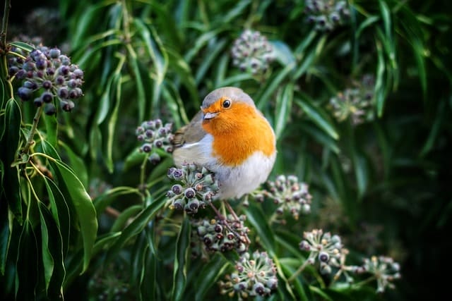 bird, european robin, robin, río, humedal, tema, polluelos, chile, norte, reserva nacional, santiago, lugar, ruta