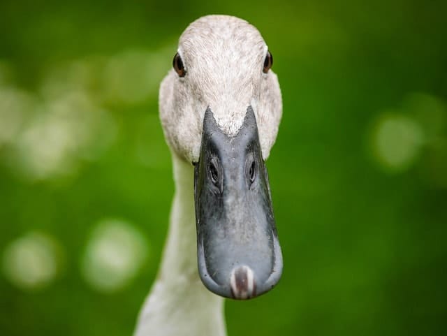 duck, bill, bird