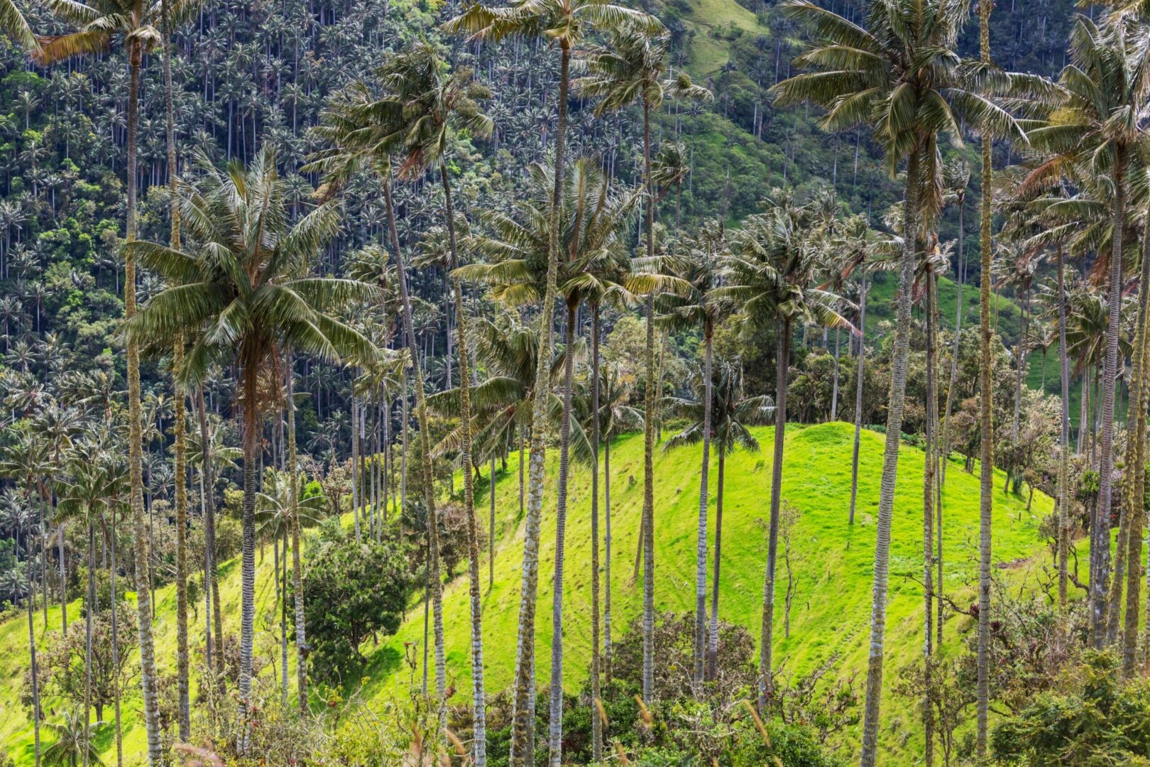 Descubre el Paraíso del Café en un Tour por el Eje Cafetero de Colombia ...