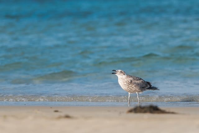 pacific gull, bird, ornithology, species, fauna, avian, animal, beak, bill, wildlife, larus pacificus, plumage, feathers, shore bird, sea bird, juvenile gull, nature, fledgling gull, australian
