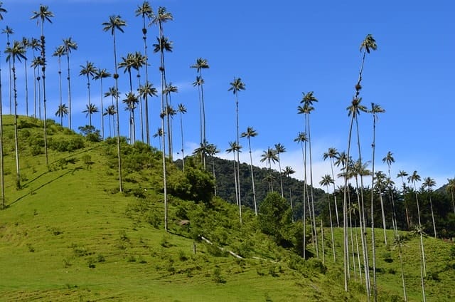 quindio, nature, scenery, colombia, trees, cocora, latin america, valley, quindio, quindio, colombia, colombia, colombia, colombia, colombia, cocora, latin america, latin america, latin america