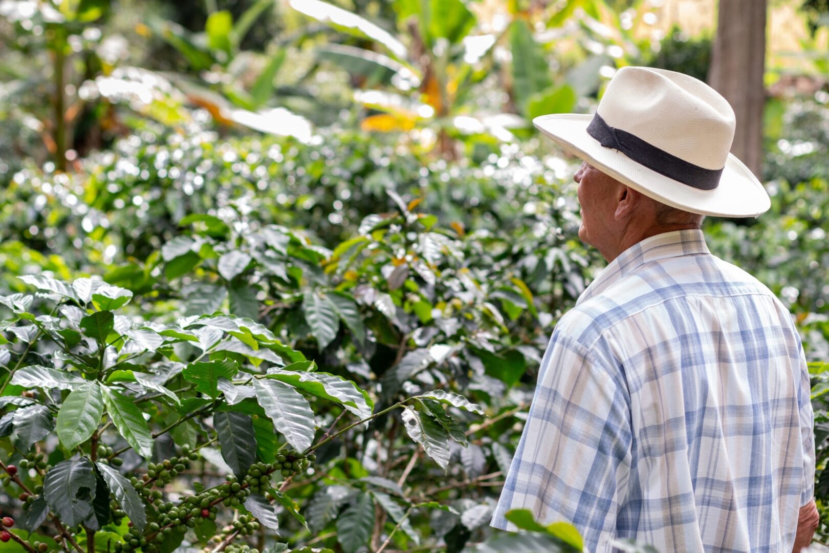 cosecha de café - coffee tour