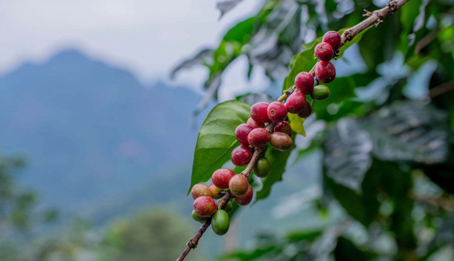 coffee tour