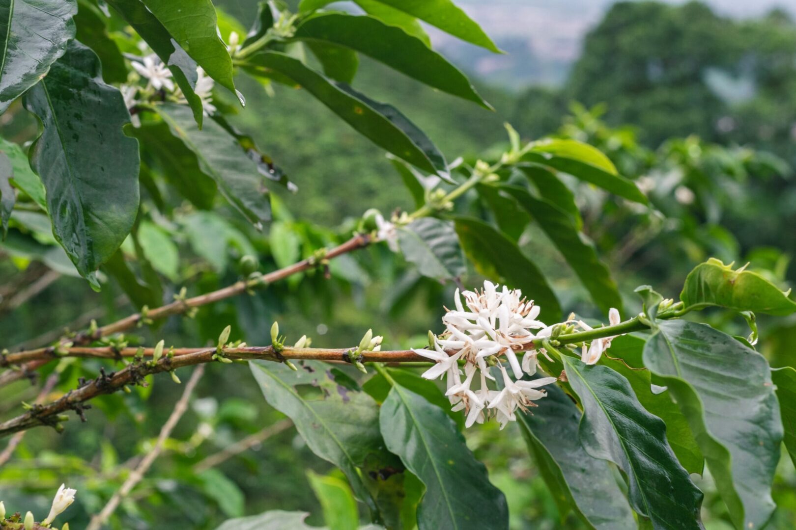 producción de café