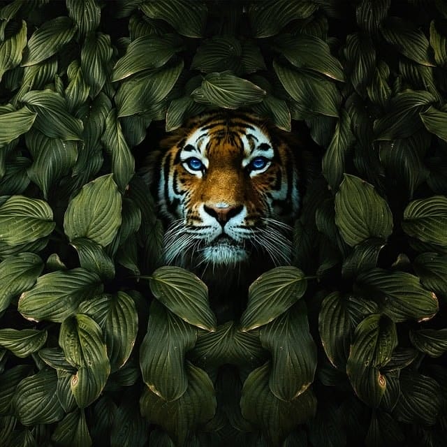 tiger, nature, green, animal, cat, feline, forest, pet, jungle, wildlife, trees, tiger, tiger, tiger, tiger, tiger, jungle
