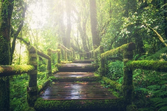 jungle, pathway, steps, way, sunlight, walkway, forest, nature, environment, green, brigh, green nature, green forest, green natural, jungle, jungle, jungle, jungle, jungle, forest, forest, nature, nature, nature, green